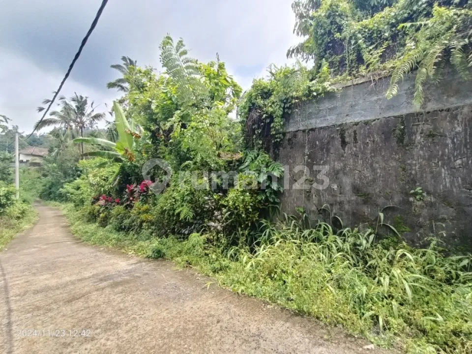 Kebun Durian Dan Manggis Di Pupuan Tabanan Bali - Image 1 of 4