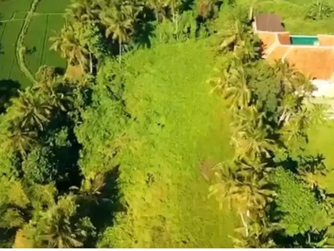 TANAH DENGAN THE BEST VIEW IN MAS UBUD GIANYAR - Image 2 of 9