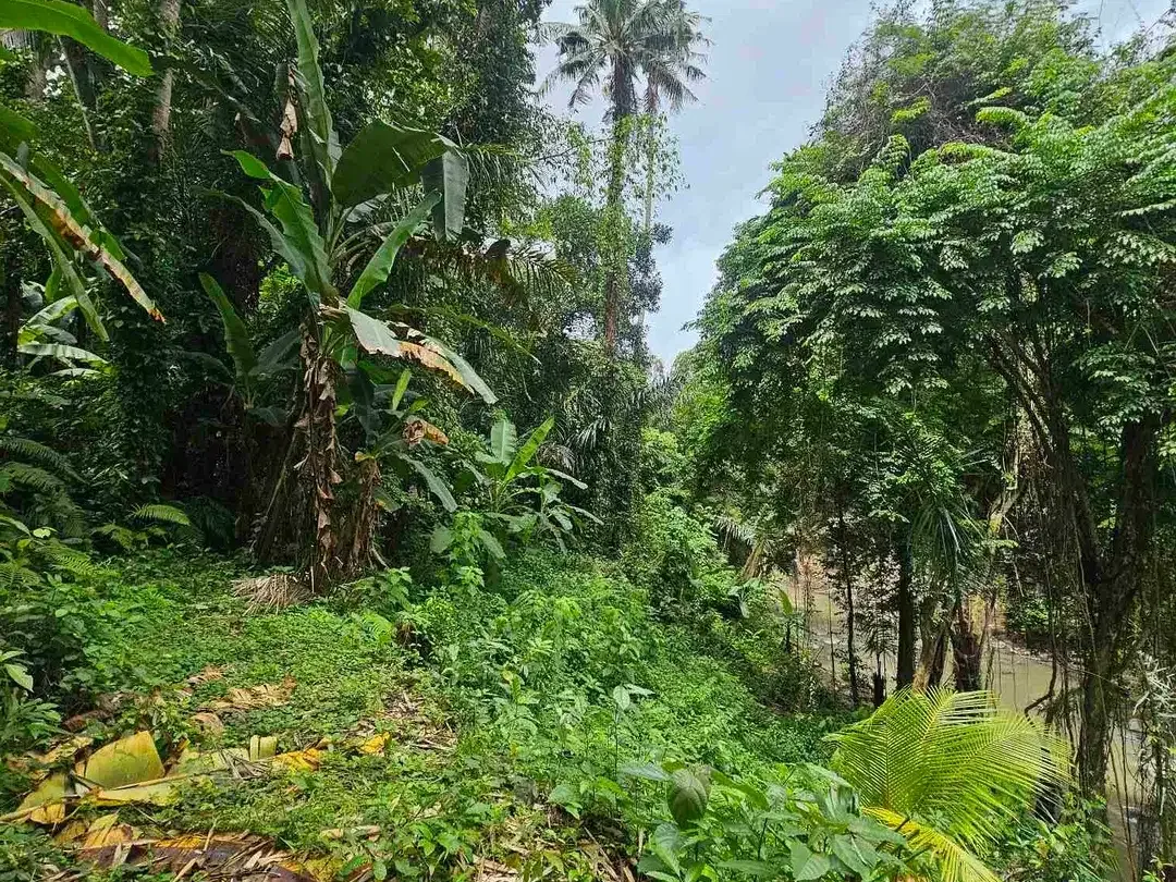 land in river side and jungle near canggu - Image 5 of 10