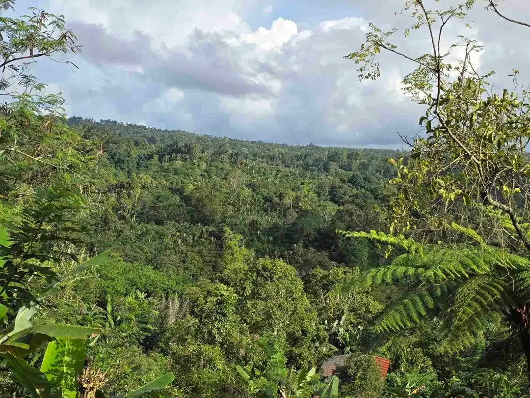 Dijual tanah view lembah dan gunung di tabanan bali - Image 6 of 10