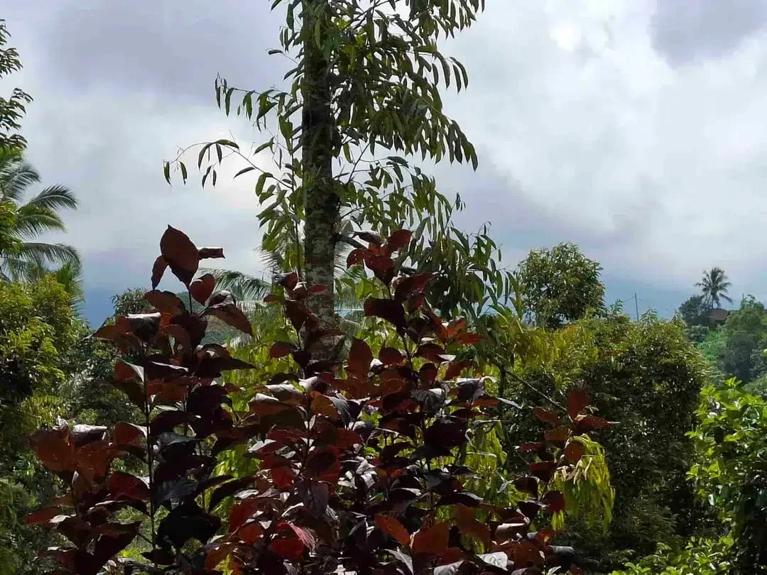 tanah kebun durian murah dan sangat strategis dengan view gunung dan los sungai - Image 10 of 10