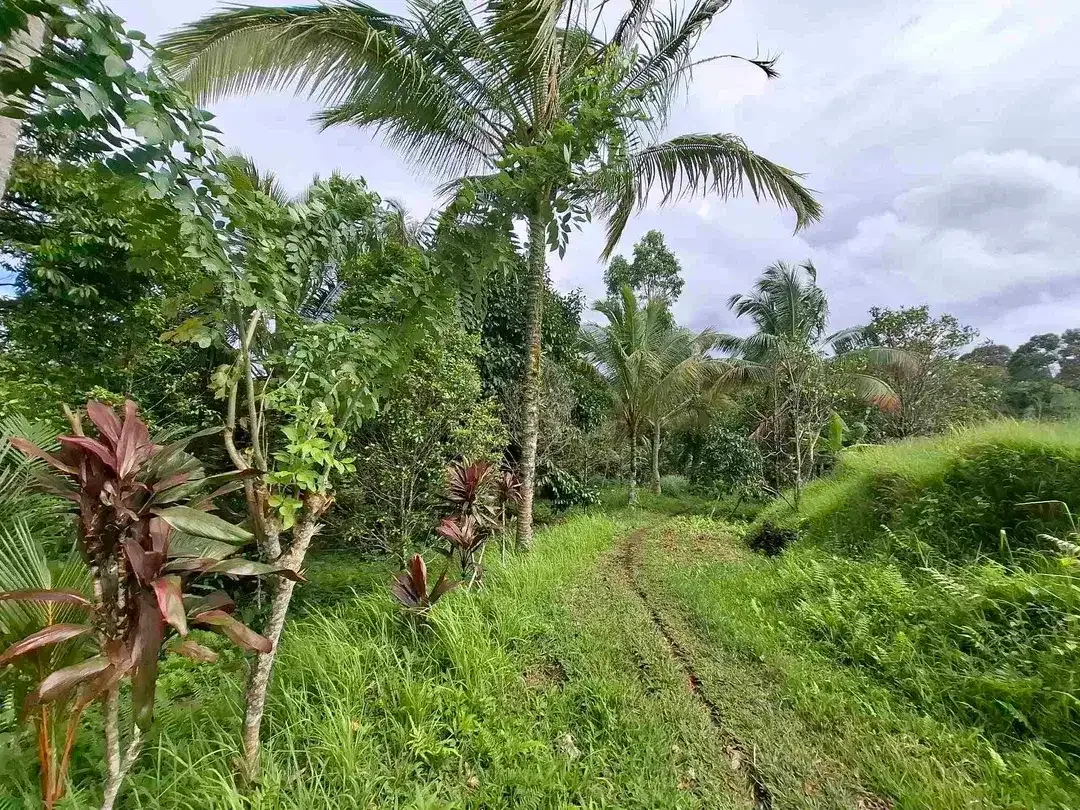 tanah kebun murah view sawah berada di kecamatan selemadeg tengah - Image 8 of 10