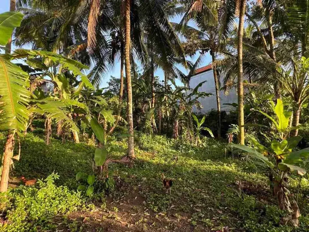 jual tanah pinggir jalan utama view sawah dekat kota tabanan bali - Image 7 of 10