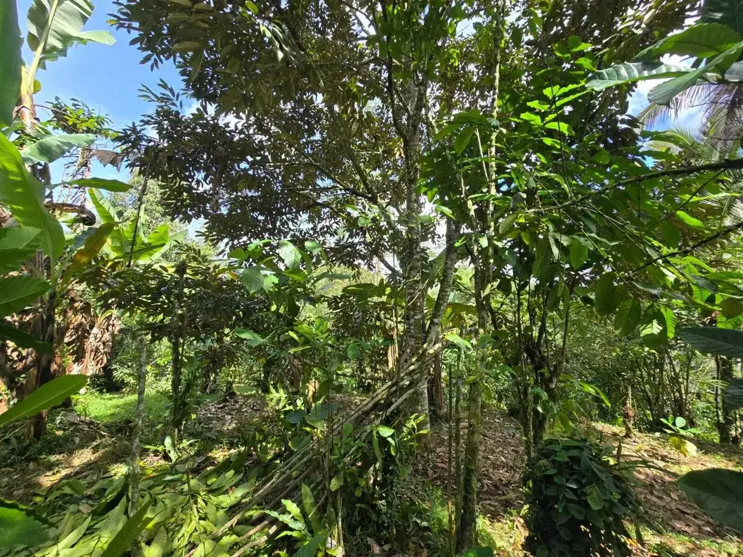Dijual tanah kebun kopi view sawah dan lembah di tabanan bali - Image 5 of 10