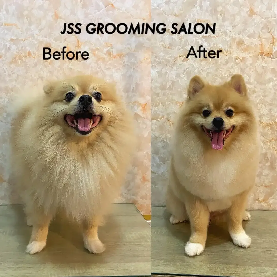 Jss grooming salon anjing - Image 5 of 10