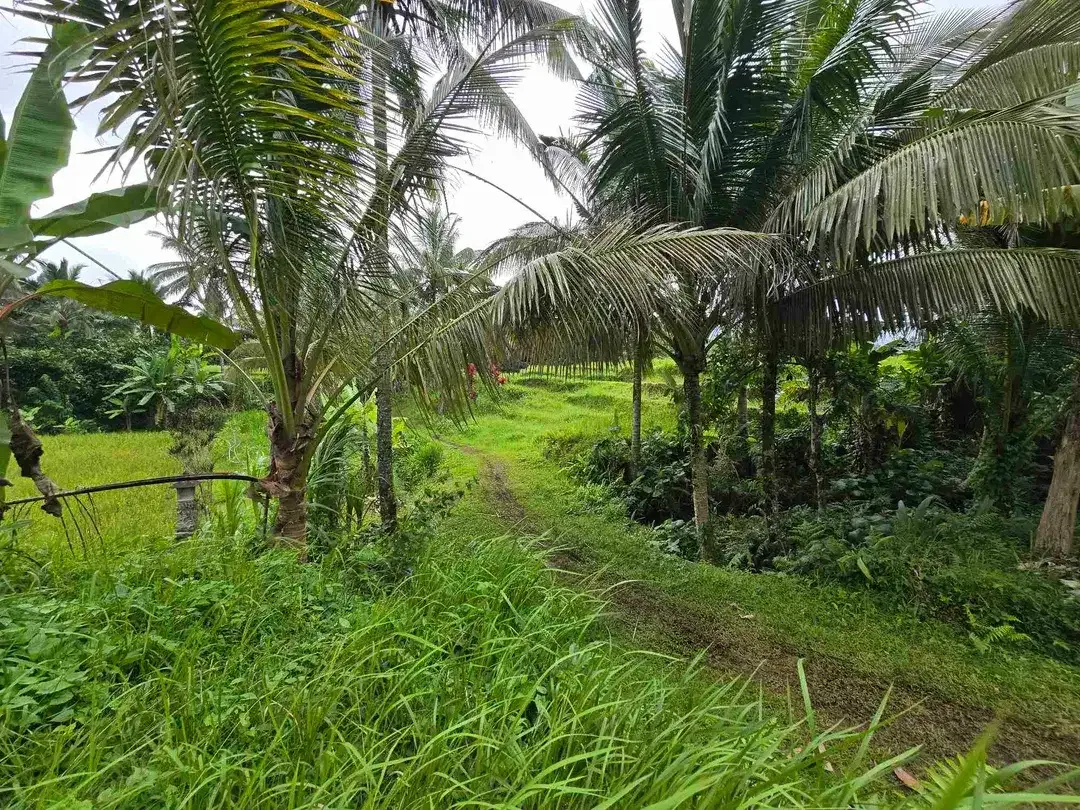 Dijual tanah view sawah. gunung .lembah dan los sungai di tabanan bali - Image 3 of 10