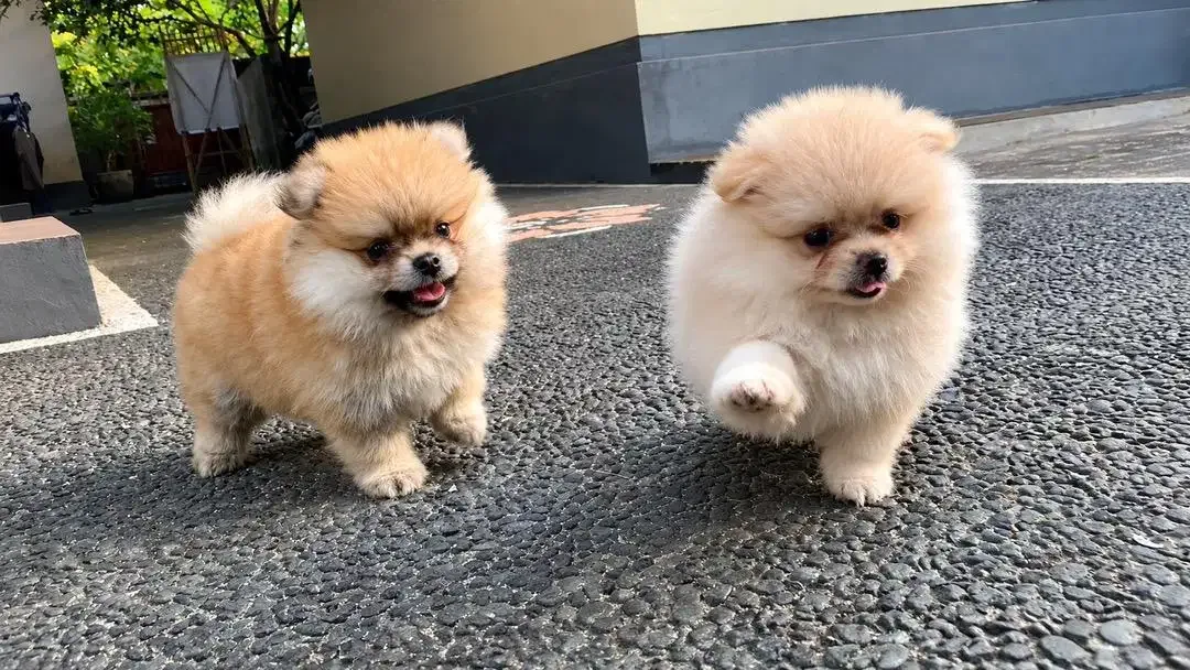 DI JUAL ANAK ANJING MINI POM - Image 2 of 6