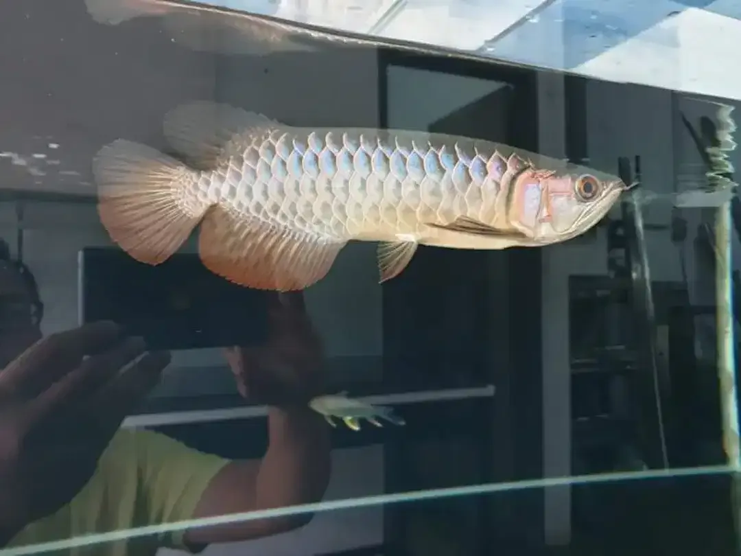 Arwana / Arowana Crossback Blue Base Malaysia - Image 1 of 3