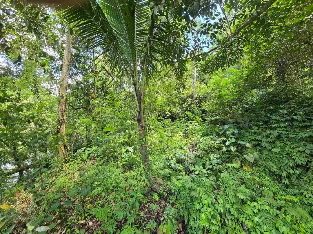 dijual tanah kecil los sungai air jernih bebatuan di penebel tabanan bali - Image 8 of 10