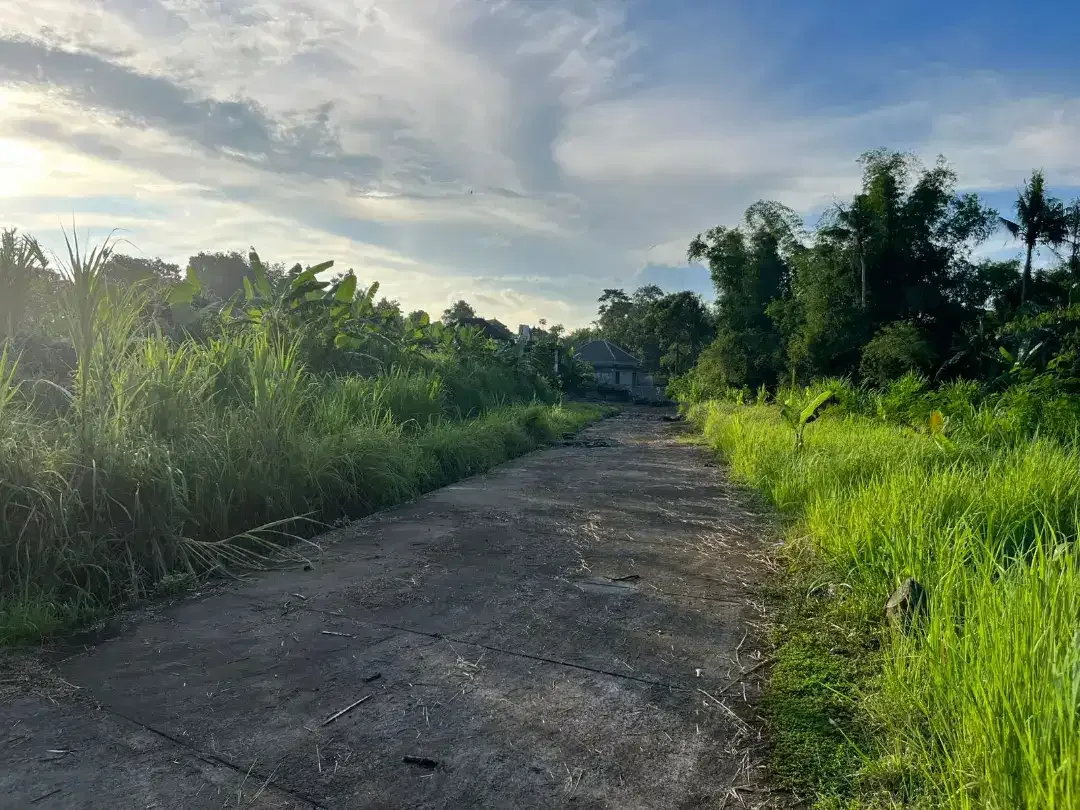 TANAH DISEWAKAN 25 TAHUN DI PANDAK TABANAN - ZONA KUNING - VIEW ASRI - Image 3 of 6