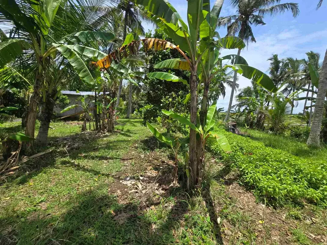 Dijual tanah view sawah zona kuning di kerambitan tabanan bali - Image 5 of 10
