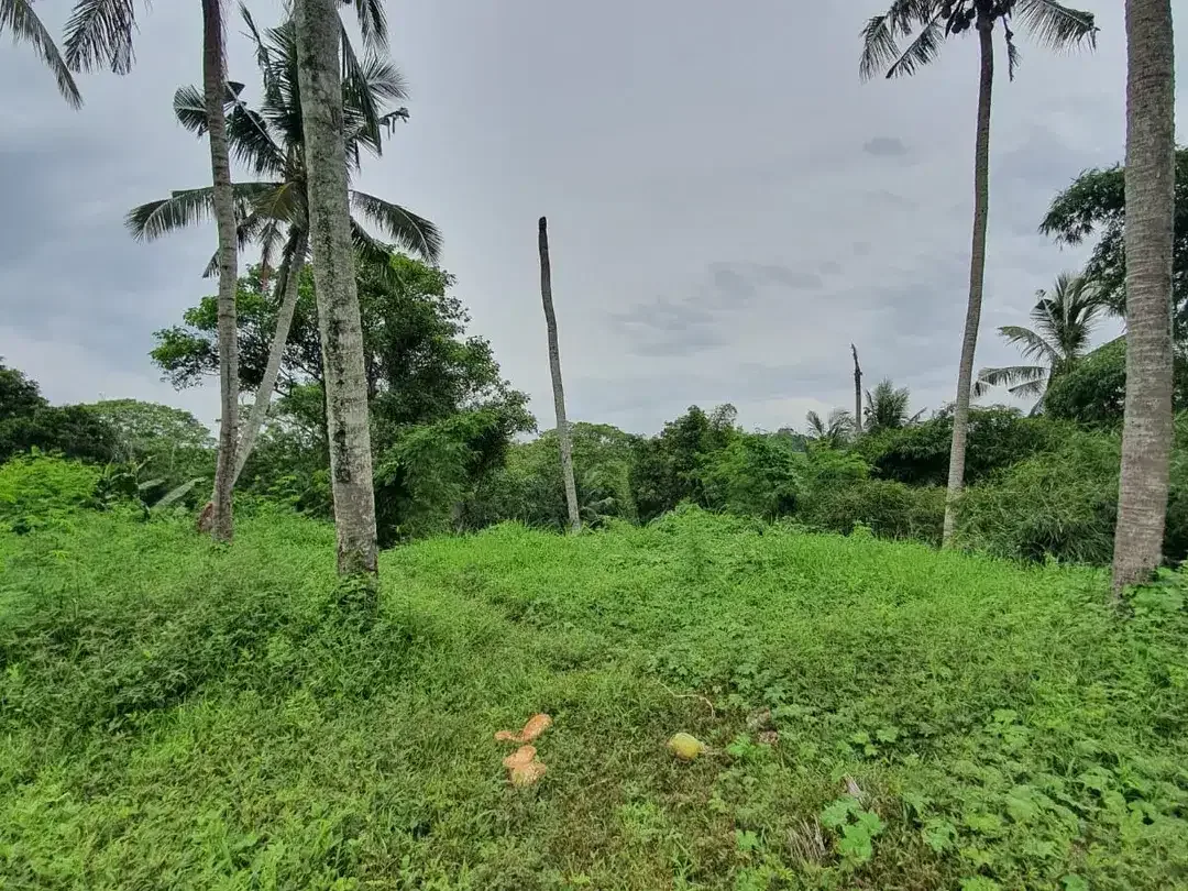 Freehold - Rare oppotunity exclusive land with rice field views and riverside in Green Lot, Cemagi, Bali - Image 1 of 4