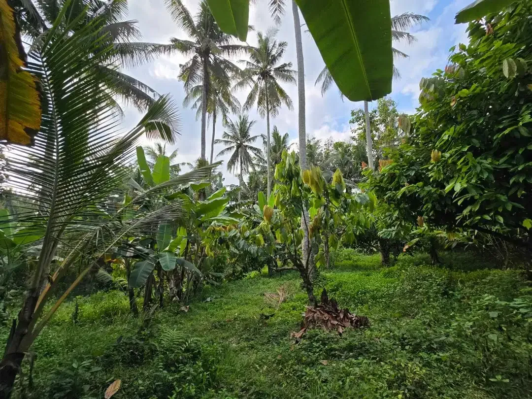 Dijual tanah los sungai view sawah di bali - Image 9 of 10