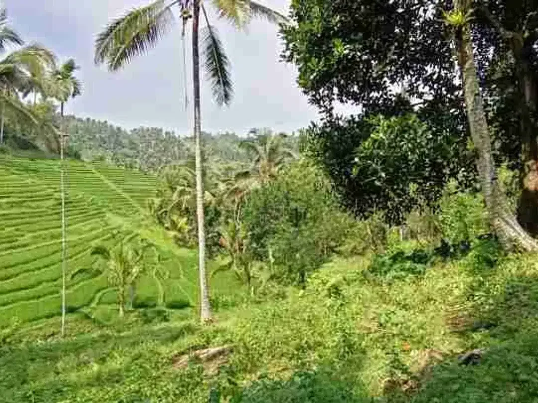 Land for Leasehold with rice field view near Bali Eco Stay - Image 2 of 5