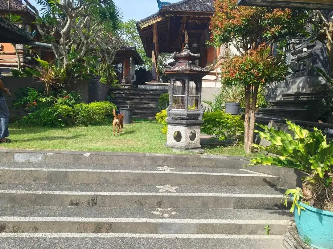 FOR  RENT HUNIAN BALINESE SANGAT LUAS DENGAN KONTUR TANAH 3 STEPPING - Image 4 of 10