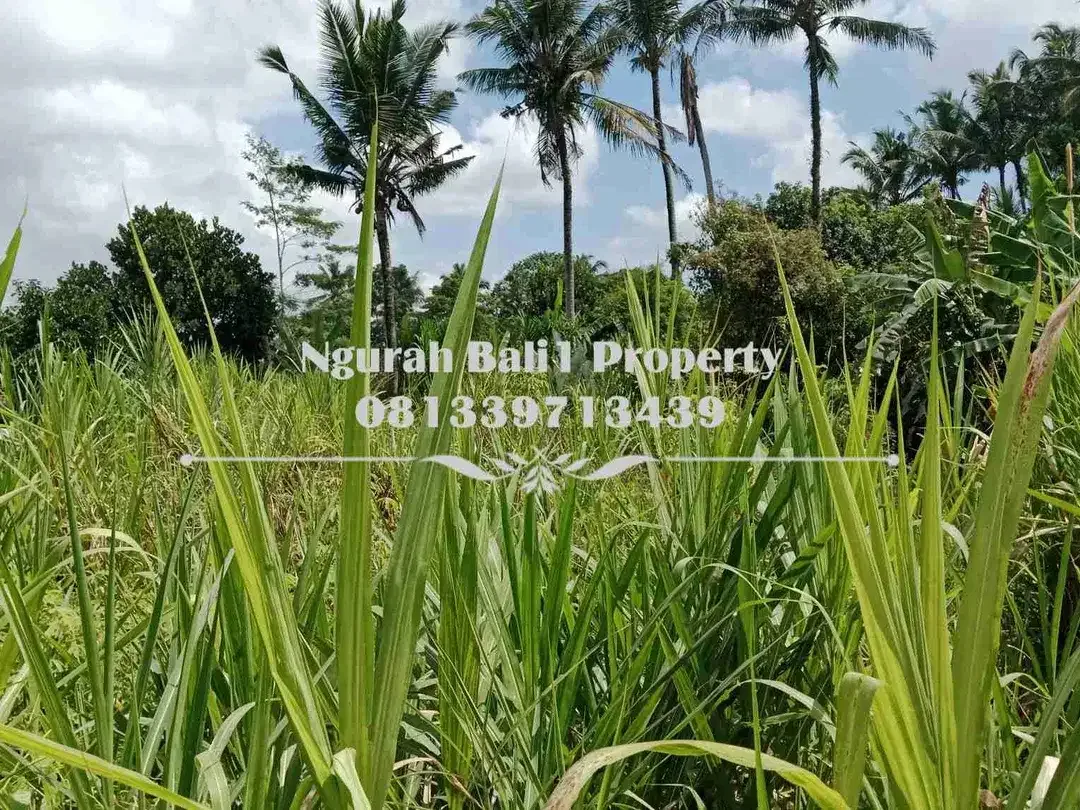 Tanah Dijual Murah Luas 7  Are Kawasan Villa di Petulu Ubud - Image 2 of 4