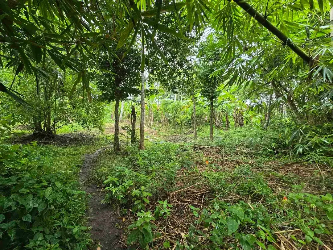 Dijual tanah murah view sawah dekat kota di tabanan bali - Image 10 of 10