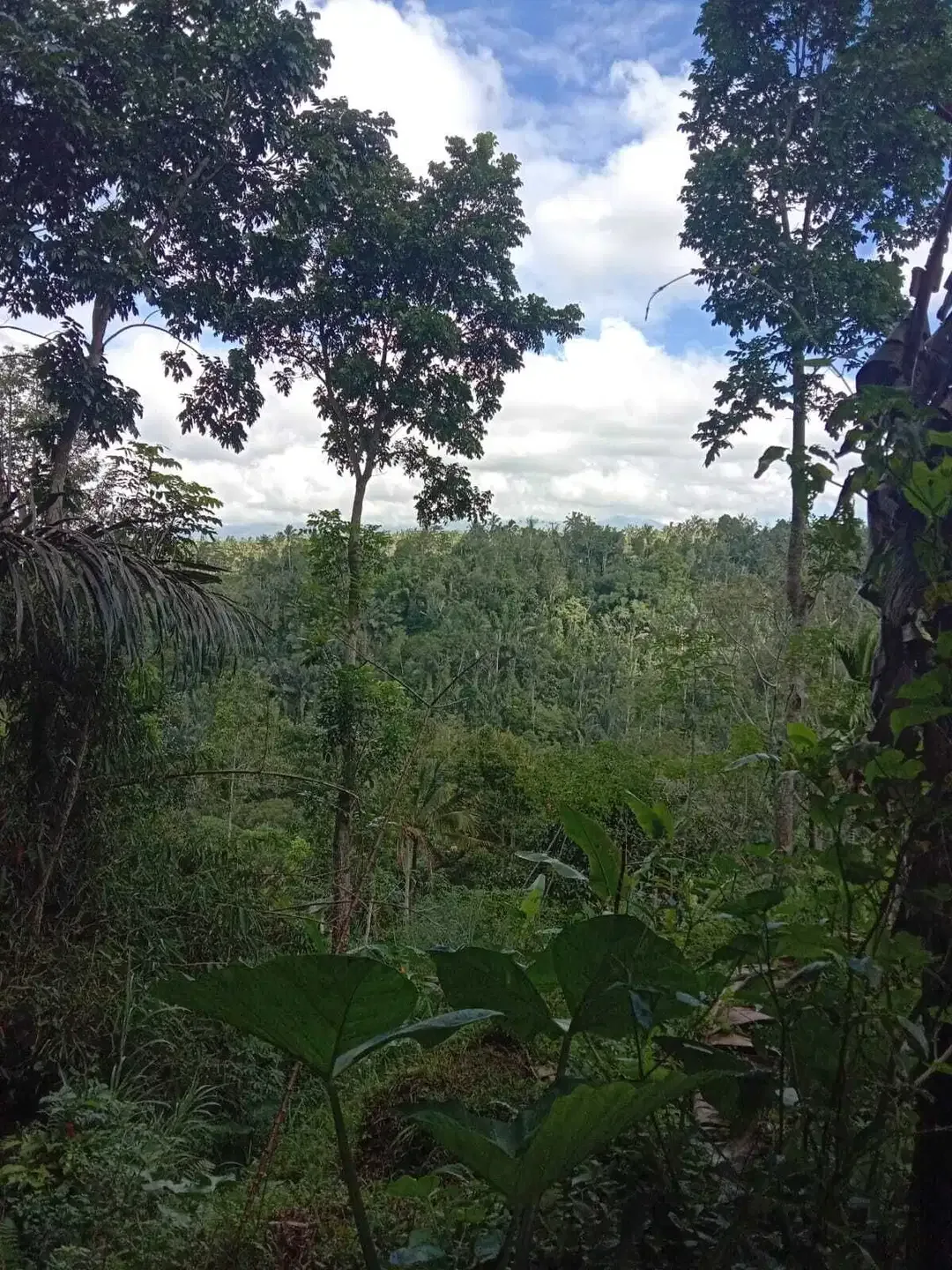 Dijual Tanah 1.4 Ha Payangan,Ubud Bali View Indah - Image 3 of 3