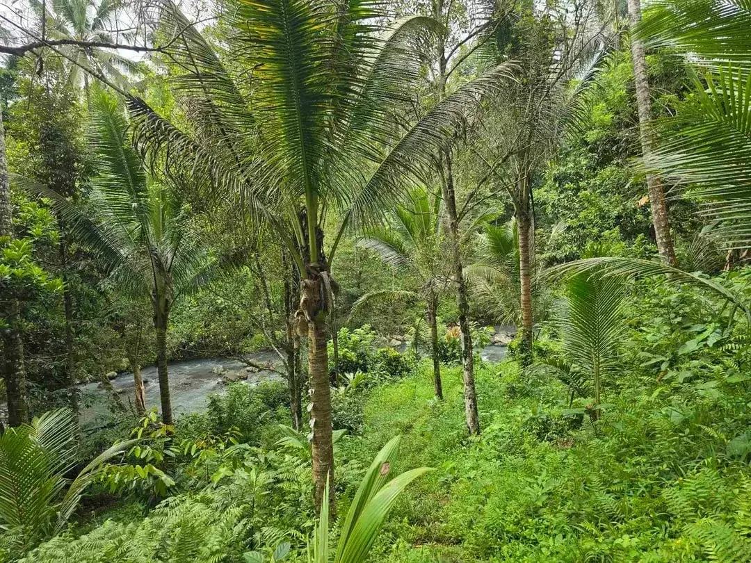 Dijual tanah dengan air terjun dan sungai bebatuan di bali - Image 5 of 10
