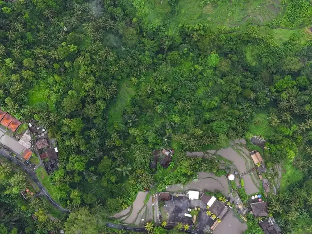 Tanah 1,3 Hektar View Sawah dan Jungle Dekat Rice Terrace Ubud - Image 6 of 10