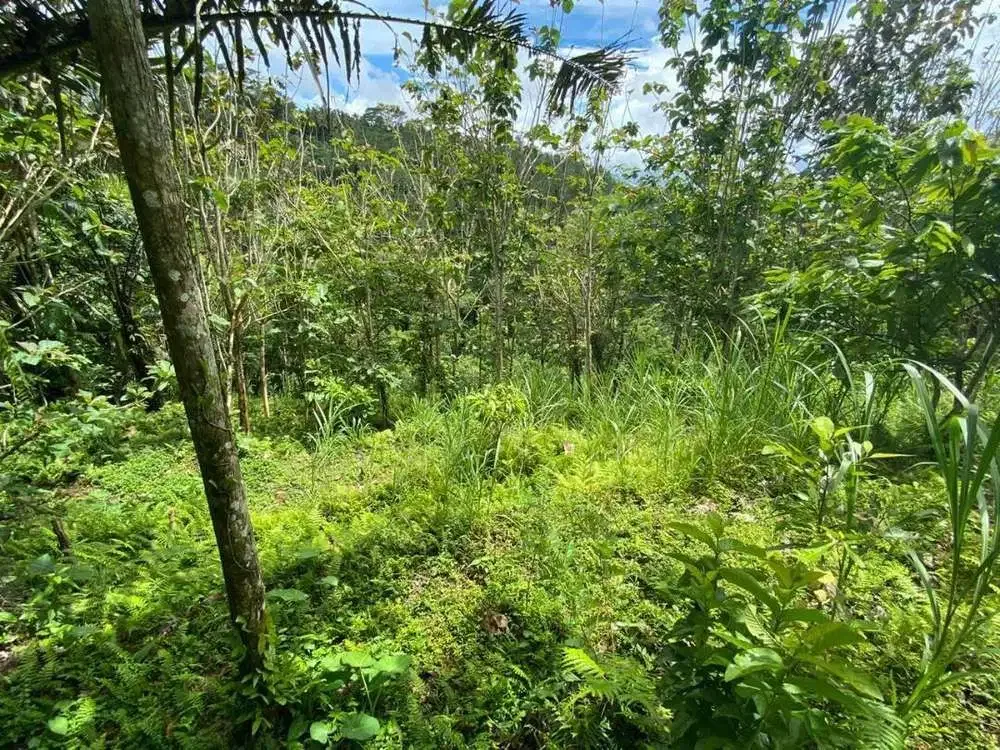 DIJUAL TANAH VIEW LEMBAH SUNGAI DI GIANYAR - Image 4 of 9