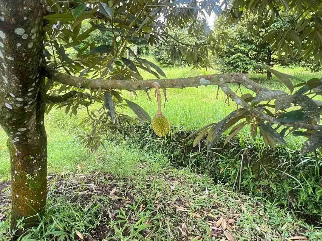 Jual kebun durian premium harga murah view bagus di tabanan bali. - Image 2 of 10