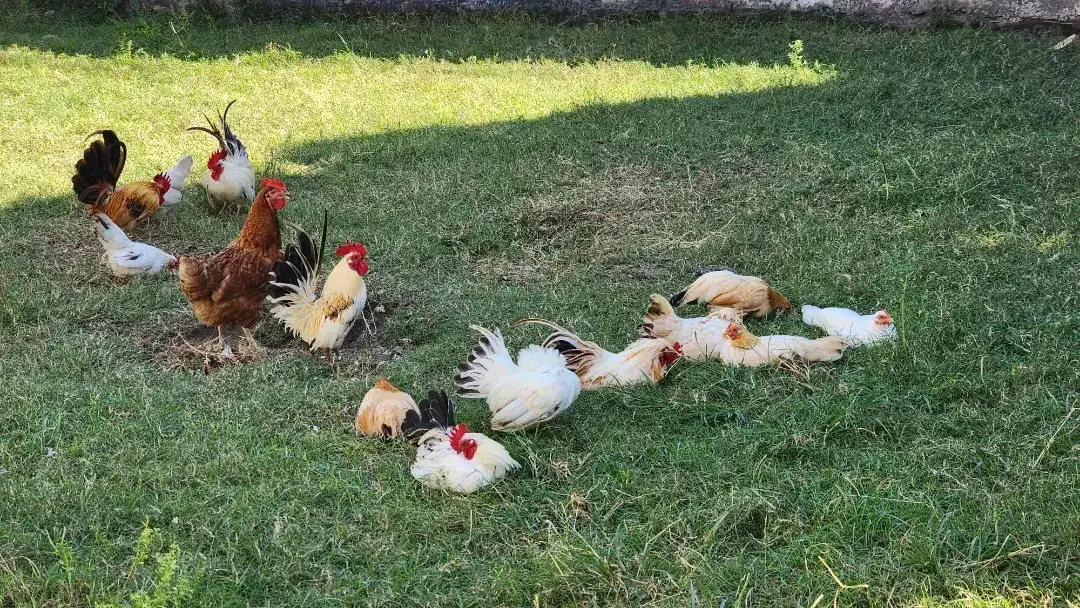 Ayam Kate 7 pasang - Image 1 of 2