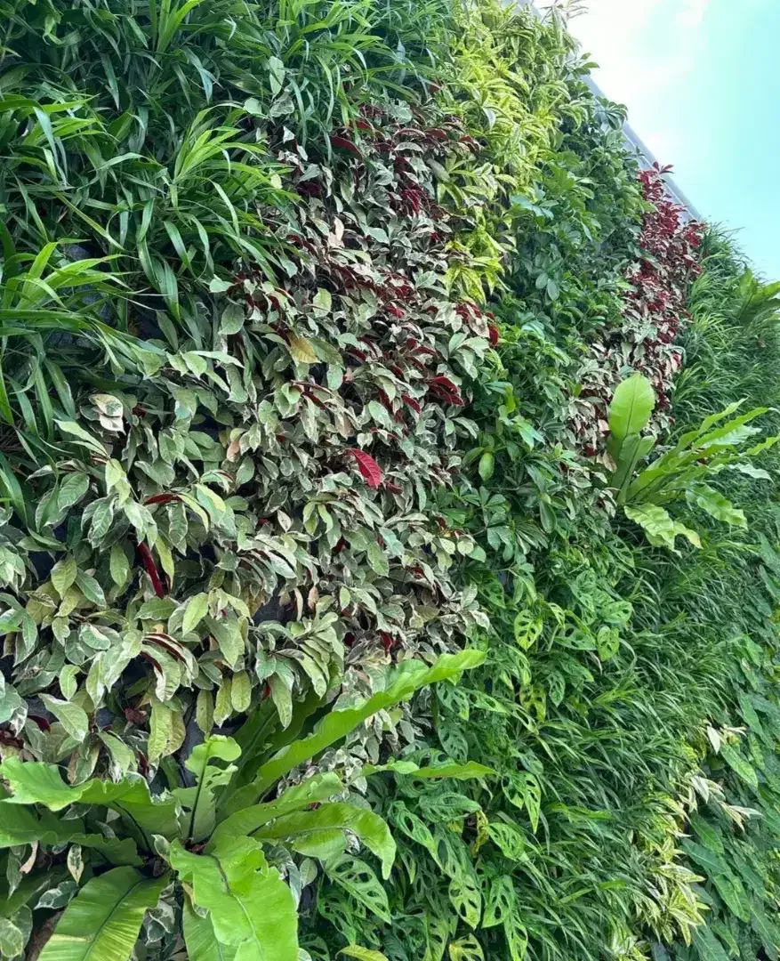 Tukang taman vertikal garden atau taman dingding dan taman lancape - Image 3 of 3