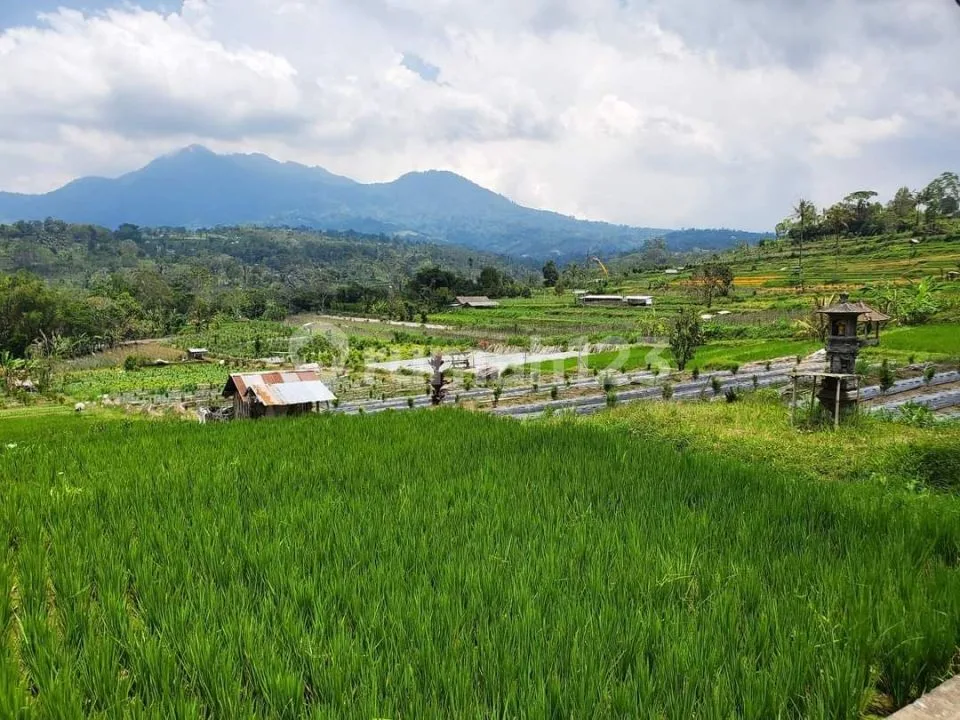 Dijual Tanah 76,85 Are View Gunung dan Sawah Dekat Jembatan Tukad Bangkung Petang - Image 2 of 4