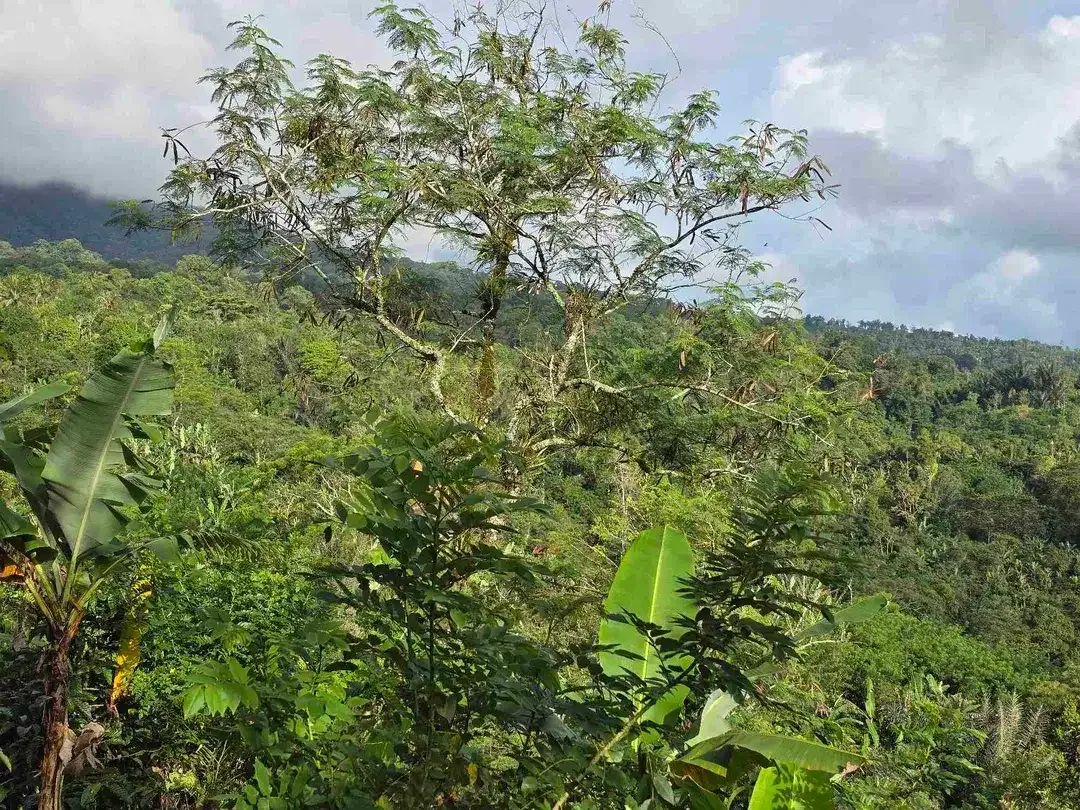 Dijual tanah view lembah dan gunung di tabanan bali - Image 5 of 10