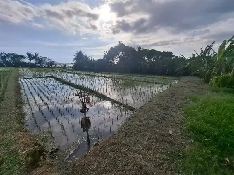 Dijual tanah murah los pantai di pasut tabanan bali - Image 8 of 8