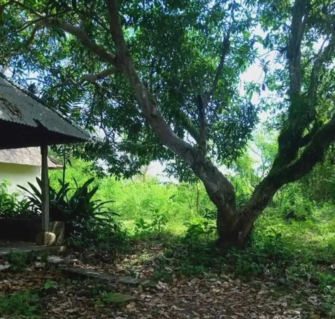 DIJUAL TANAH DI CANGGU KAWASAN KUTA, DIJUAL TANAH LUAS DI BADUNG UTARA BALI. - Image 2 of 5