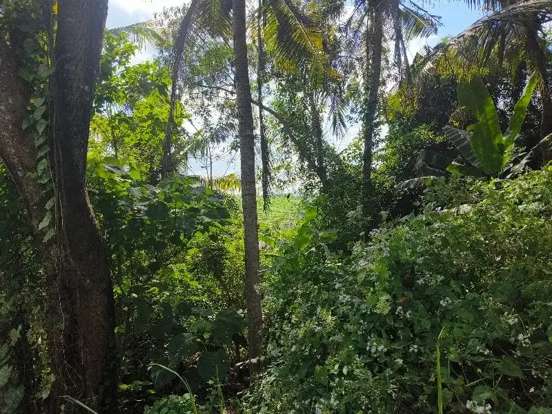 Dijual tanah murah los  sungai bebatuan dan view sawah ddi bali. - Image 5 of 10