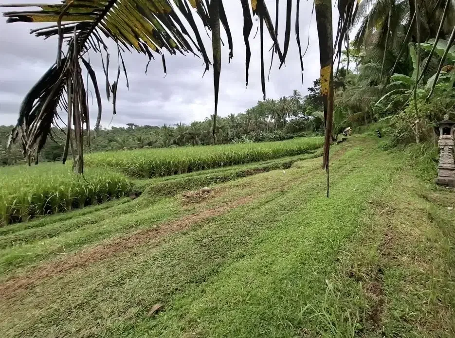 Dijual tanah kebun murah view sawah dan los sungai kecil di tabanan - Image 2 of 8
