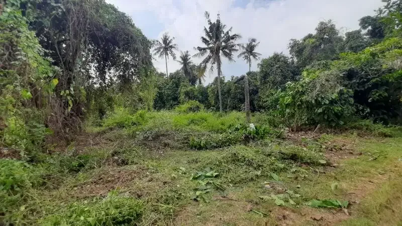 Jual Tanah strategis  Butuh Uang di Lovina Singaraja - Image 2 of 4