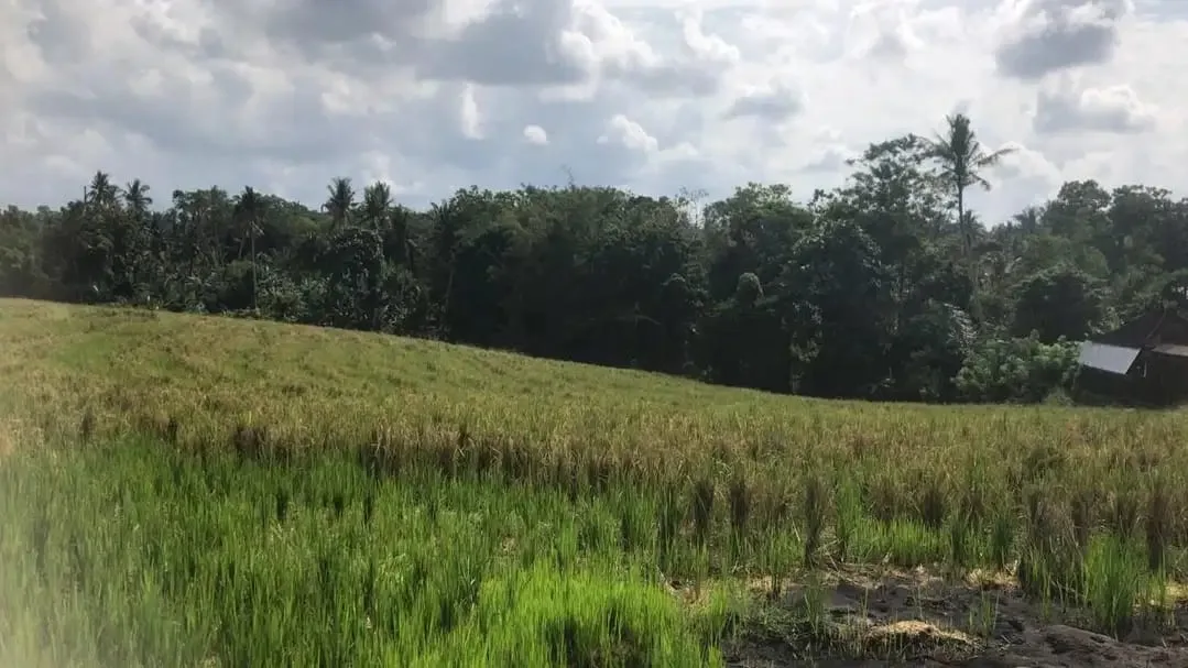 Dijual tanah murah dengan view sawah terasering di tabanan bali - Image 4 of 9