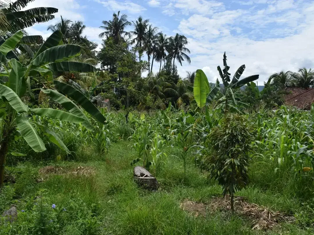 Dijual Tanah di Buleleng Dekat Pantai Lovina - Image 7 of 10