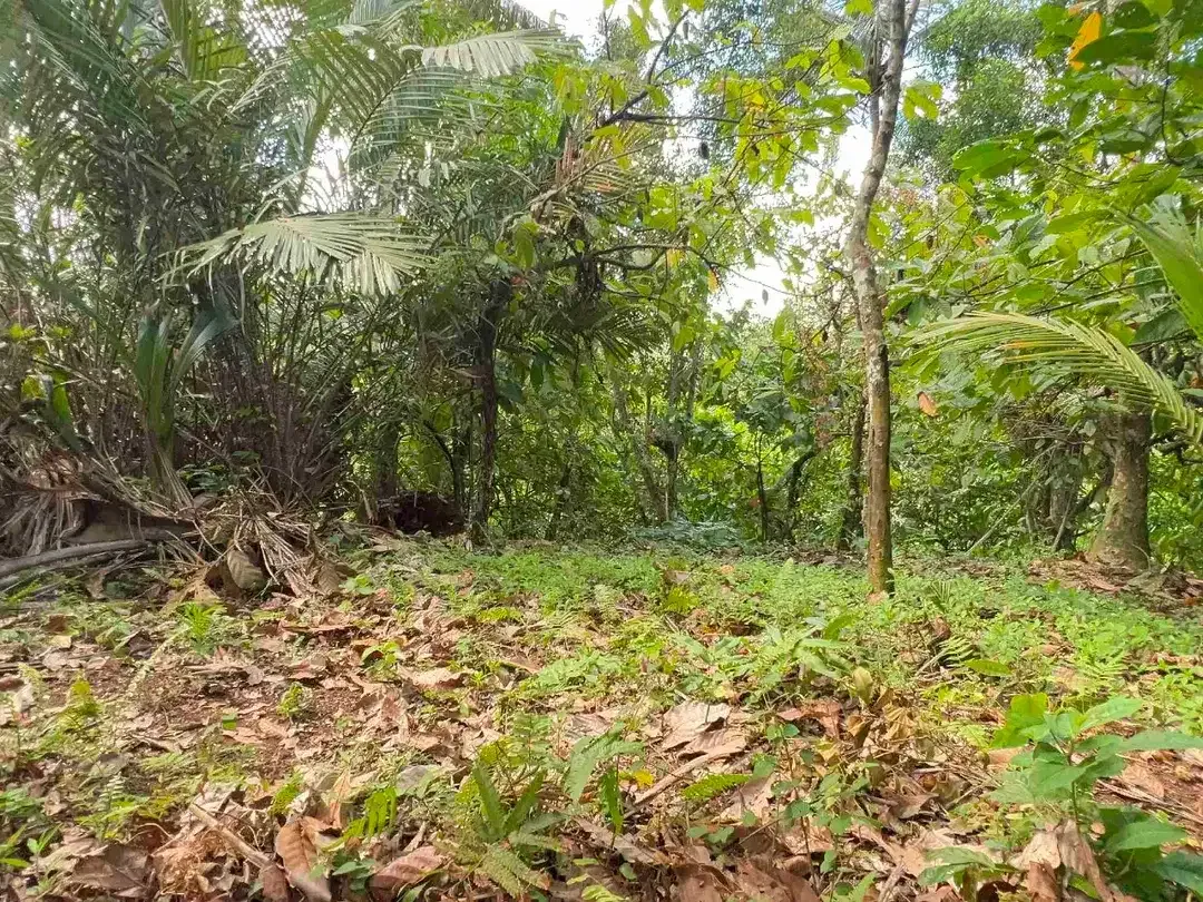jual tanah kebun durian area villa Los sungai di manikyang selemadeg tabanan bali. - Image 7 of 10