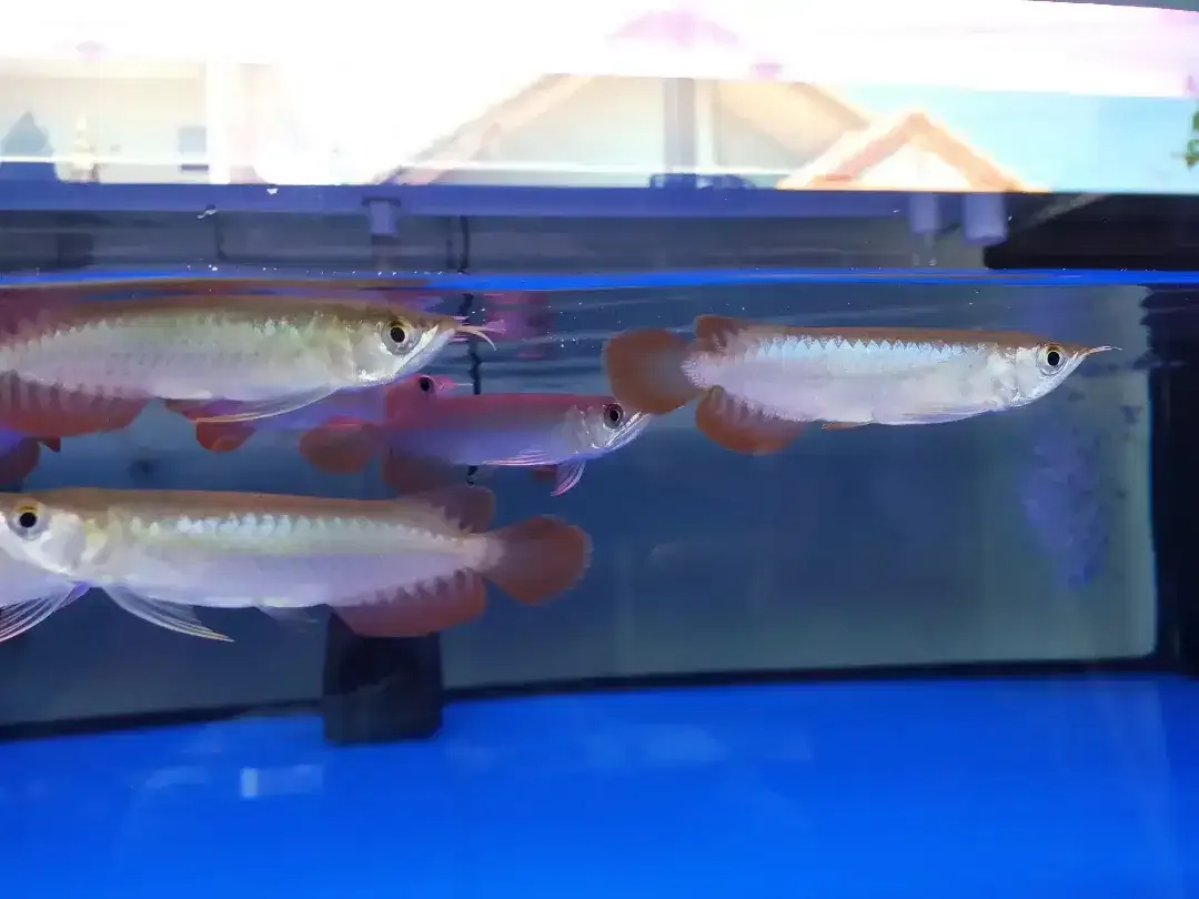 Arwana / Arowana Super Red Kalimantan 14-15CM - Image 3 of 5