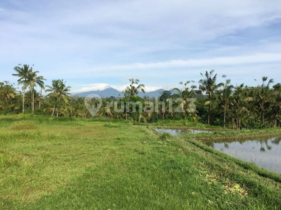 Dijual Tanah View Sawah Cocok Buat Resort ,villa, Gianyar - Image 3 of 4