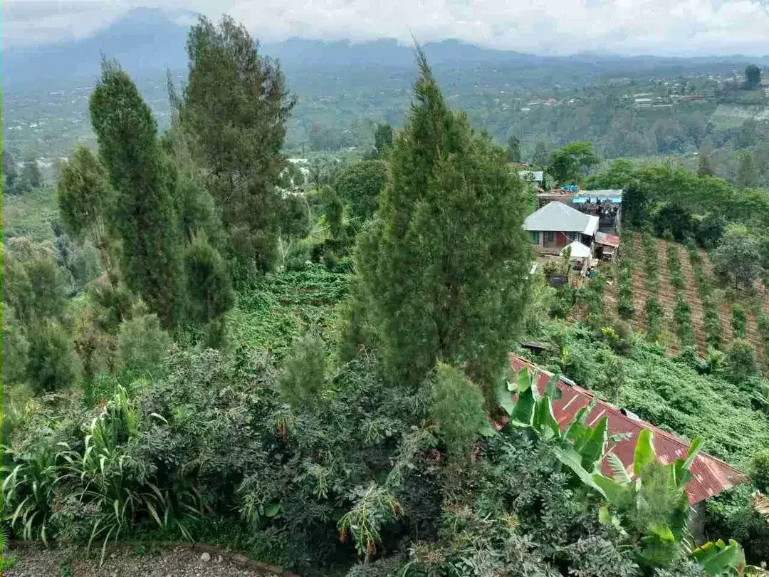 Kebun View Lembah di Kintamani Bangli Bali - Image 1 of 4