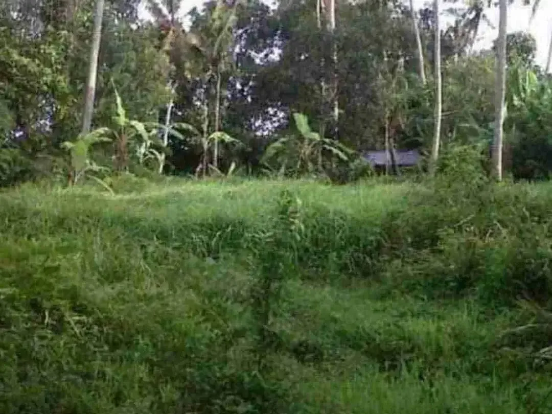 jual tanah los sungai  lok di kerambitan.12,20 are harga 150/ are ngoo - Image 3 of 6