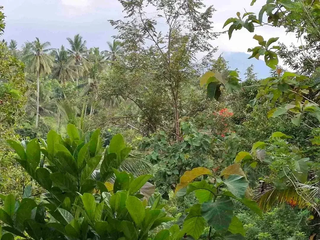 dijual tanah kebun murah los sungai jernih dengan view sawah dan gunung di tabanan bali - Image 6 of 10
