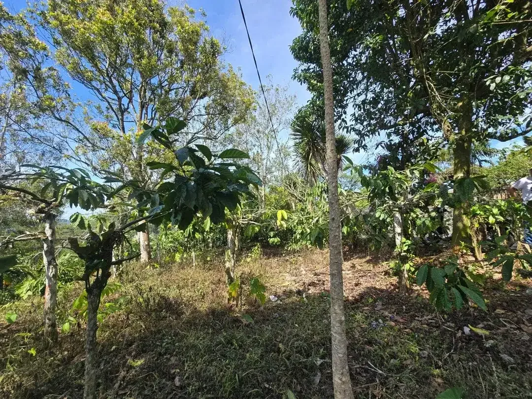 Dijual tanah kebun kopi view gunung dan lembah di bali - Image 10 of 10