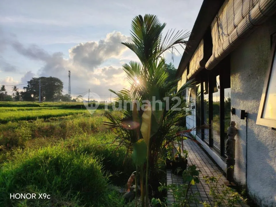 For Rent Villa Rice Field View Strategic 5 Menutes From Rusters Kafe Sayan 12 Minutes From Mongkey Forest Center Ubud Bali - Image 4 of 4