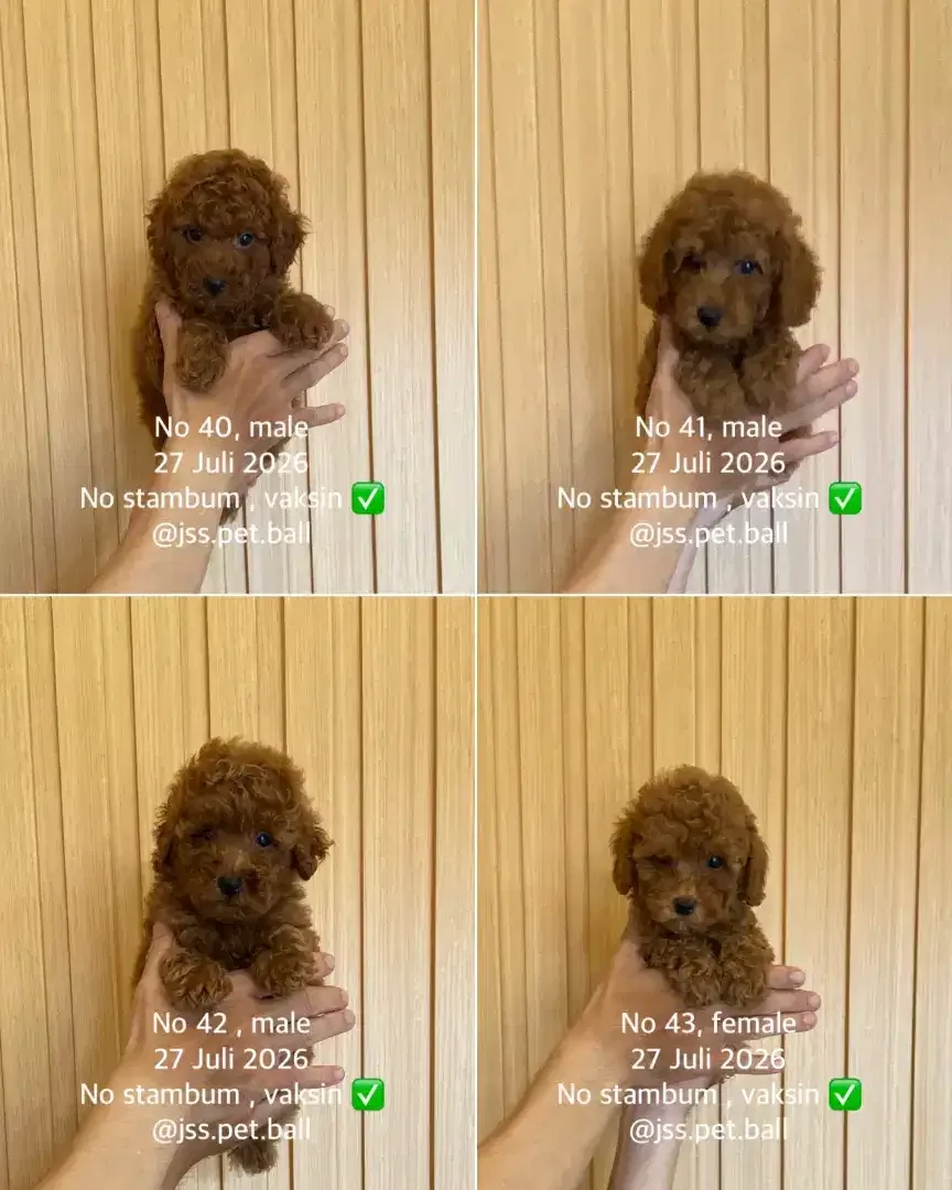 Toy poodle puppy non stambum - Image 1 of 1