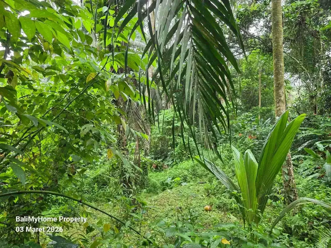 tanah dijual murah di payangan Ubud Gianyar - Image 5 of 6