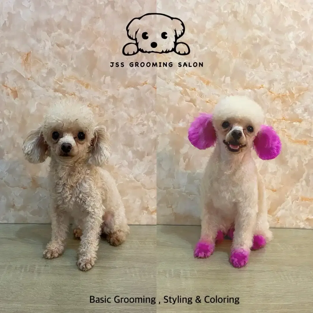 Grooming internasional - Image 4 of 4