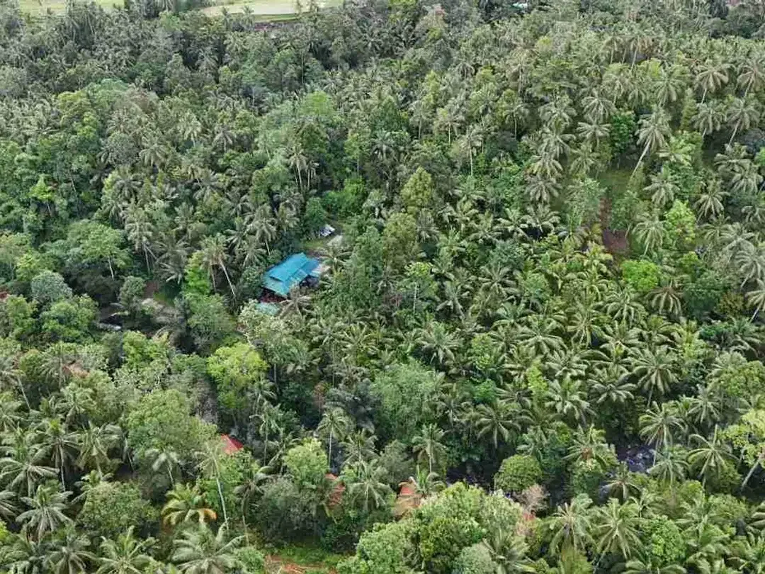 jual tanah kebun Los sungai besar, dengan aneka buah lokal di manikyang selemadeg tabanan bali. - Image 8 of 10