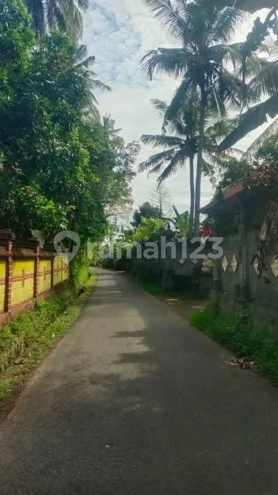 For Sale Local House In Lovina Central - Image 3 of 4